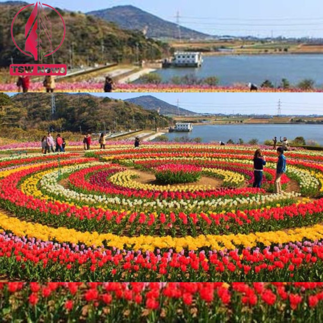The Tulip Gardens of Srinagar is the largest garden growing tulips in the whole of Asia. It is decorated with lakhs of flowers belonging to different varieties all curated carefully by expert florists. During the last month,