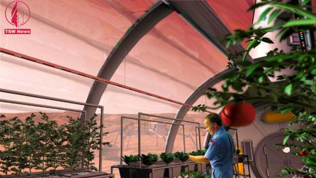 Future astronauts may grow some of their meals inside greenhouses, such as this Martian growth chamber, where fruits and vegetables could be grown hydroponically, without soil