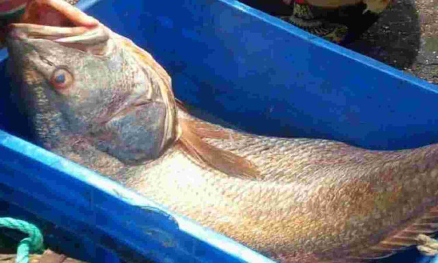 Karachi Fisherman Strikes Gold: Overnight Millionaire with Rare Medicinal 'Golden Fish