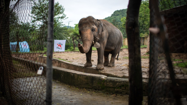 End of an Era: Mali, 'World's Saddest Elephant,' Passes in Manila Zoo