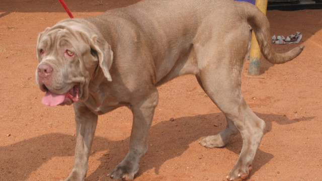 The Delhi High Court has instructed the Centre to resolve a plea aiming to prohibit risky dog breeds