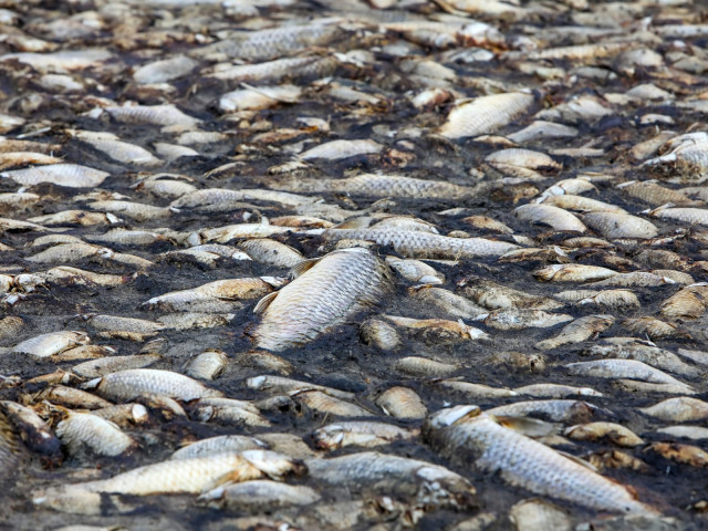 Unexplained Event in Japan: Thousands of Dead Fish Found on Hakodate Beach