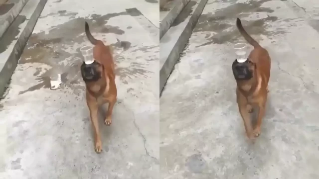 Internet goes crazy when Dog imitates Animal's "Jamal Kudu" song. Have you seen it yet?