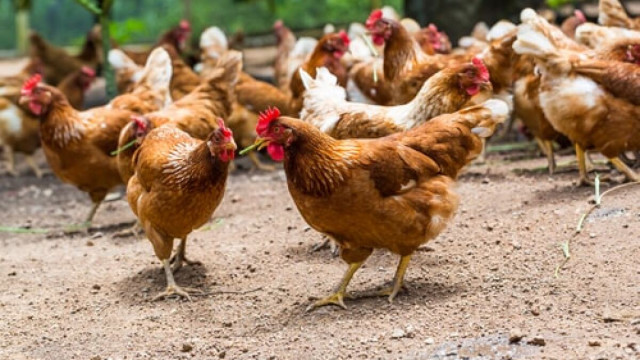5,000 Chickens Lost in Hamirpur Poultry Farm Blaze, Himachal Pradesh Reports