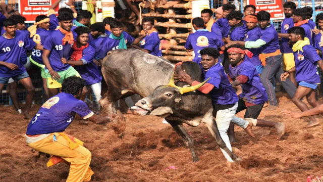 Jallikattu Festivities Kick Off in Madurai, Tamil Nadu, Unleashing Bull Taming Spectacle