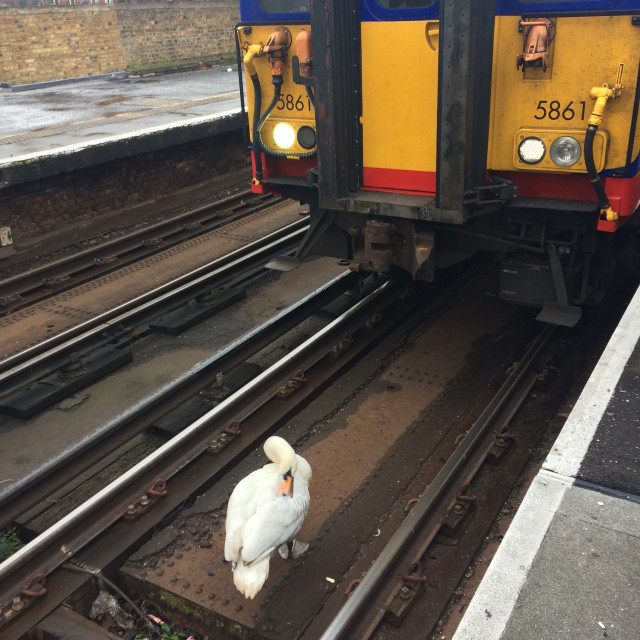 Regal Swan Halts London Train: King Charles's Bird Causes Track Blockade