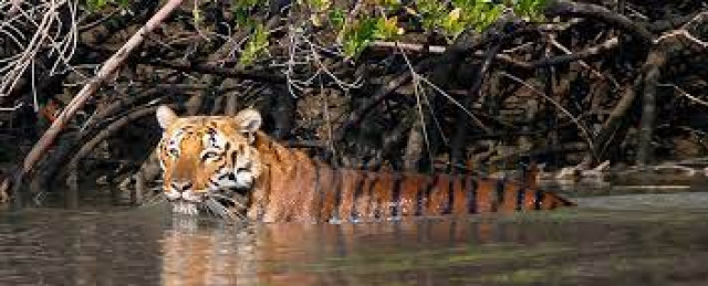 Tiger’s magnificent jump at Sunderbans to cross river wins the internet