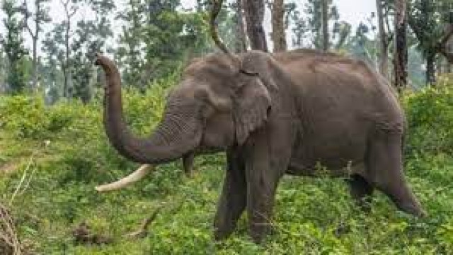 elephant attack in Wayanad