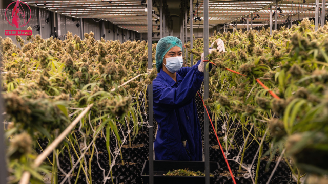 Thailand becomes the first Asian country to decriminalize marijuana—but there’s one big catch