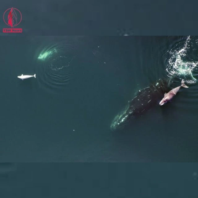 Scientists studying bowhead whales, massive marine mammals found near the northern tip of Alaska,