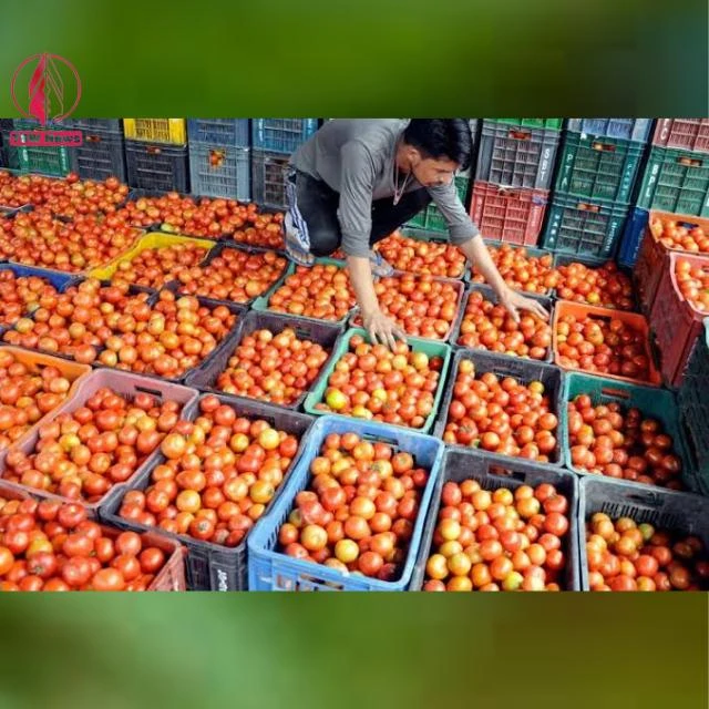 Government makes efforts towards reducing the prices of tomatoes in Delhi-NCR.