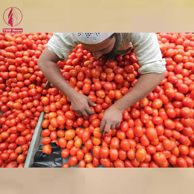 Two shocking incidents of farmer deaths while guarding tomato crops in Andhra Pradesh highlight the need for enhanced security and support for farmers.