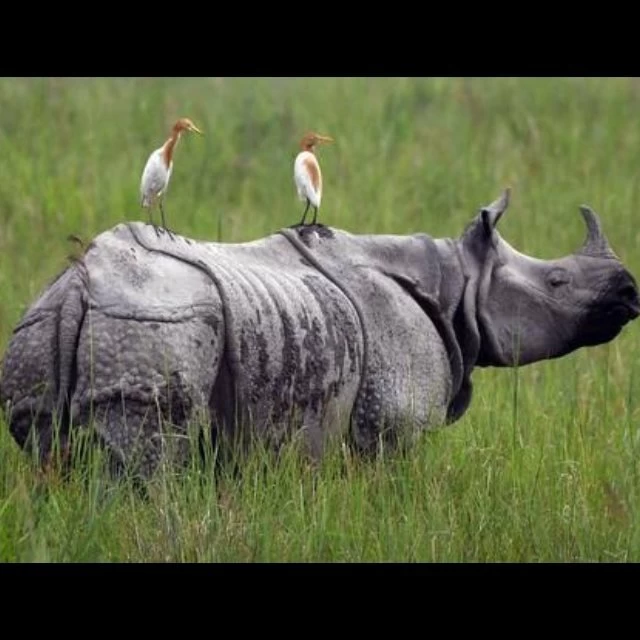 Assam Forest Department Seizes Rhino Horns, Five Arrested