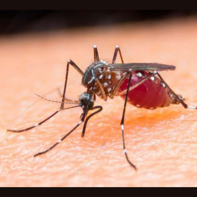 Dengue Outbreak in Kanpur and Varanasi