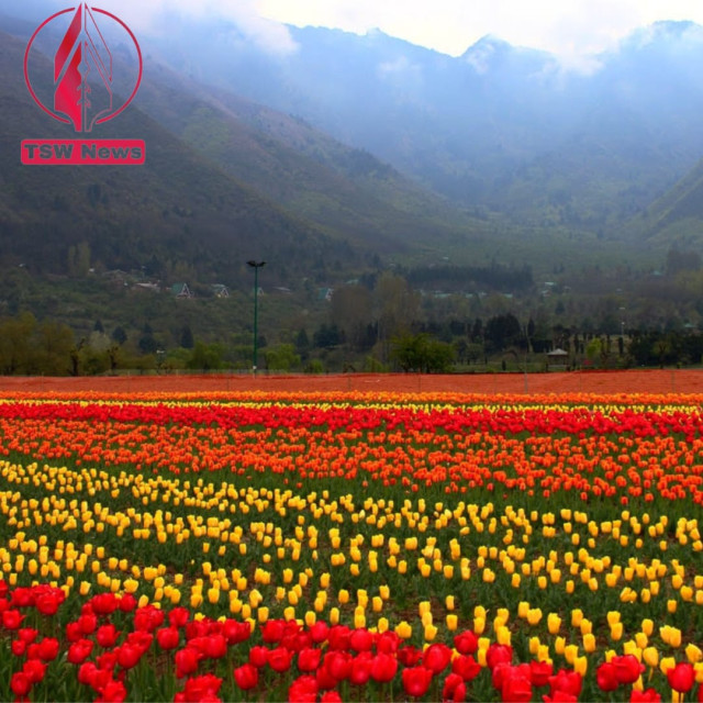 The Director of Floriculture in Kashmir has announced that the Siraj Bagh or more popularly known as the tulip gardens of Srinagar, Jammu and Kashmir has been shut 