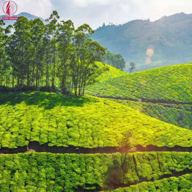 No trip to Coonoor is complete without indulging in its delectable cuisine. The town is known for its mouthwatering array of South Indian delicacies, from steaming hot idlis