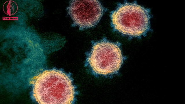 An electron microscope image showing the novel coronavirus, also known as 2019-nCoV, emerging from the surface of cells cultured in the lab.