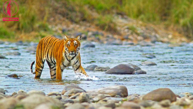 Jim Corbett National Park, Uttarakhand: