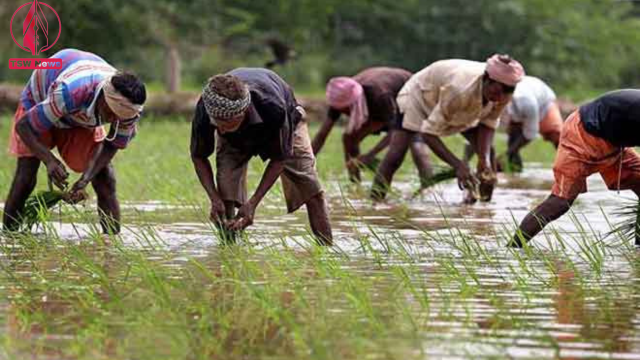 Kharif sowing up 19 per cent, but no clarity on prices