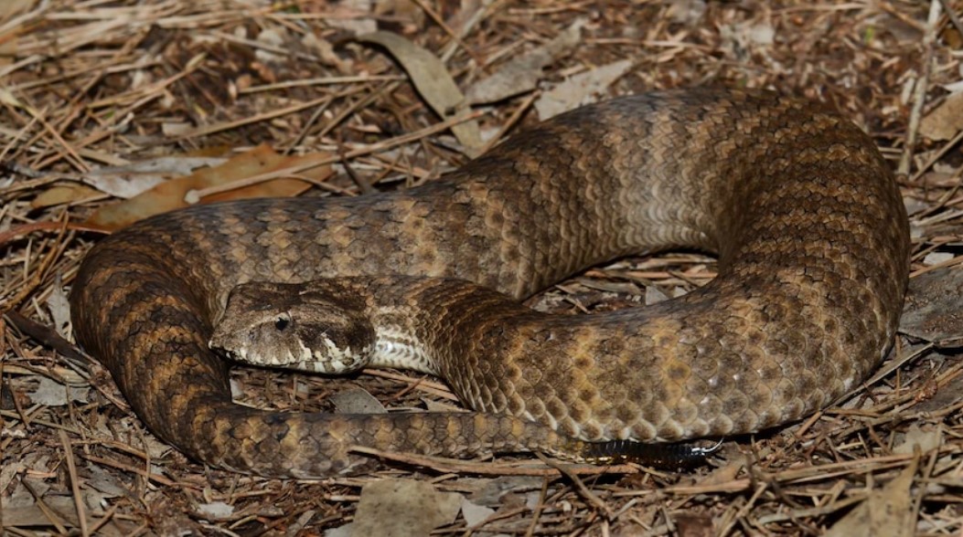Australian Scientists Are Finding Clitorises On The Female Snakes