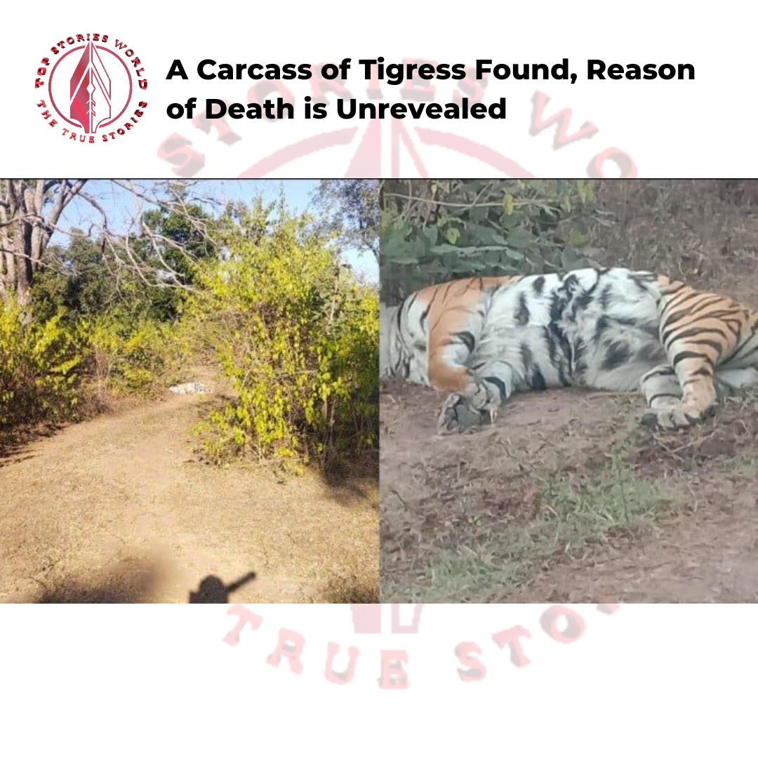 Carcass of Tigress Found