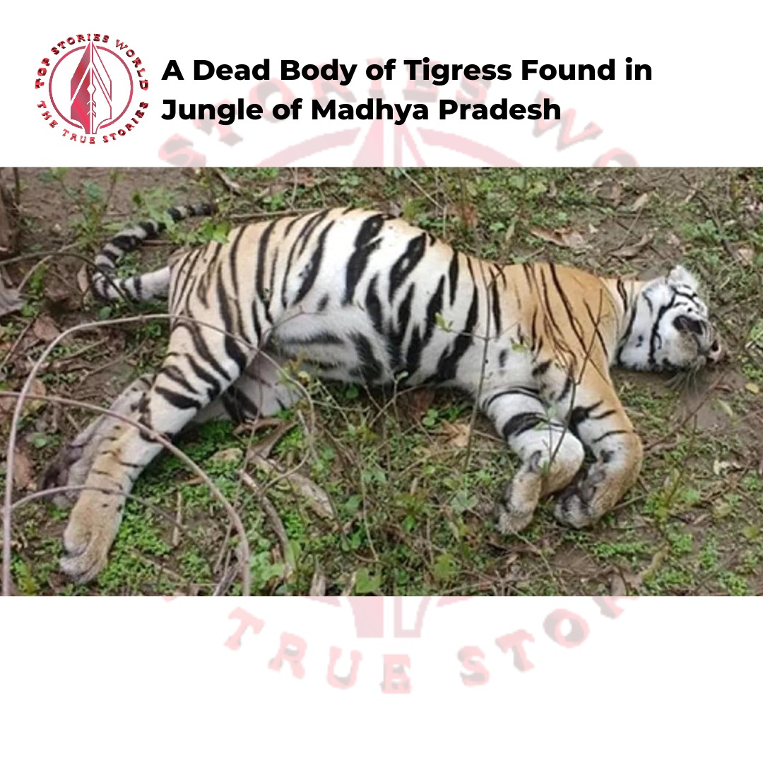 Carcass of Tigress Found
