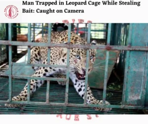 Man Trapped in Leopard Cage While Stealing Bait