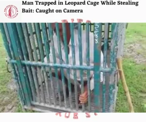 Man Trapped in Leopard Cage While Stealing Bait